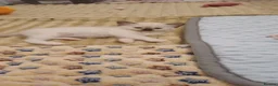 Ragdoll cats for sale: Pedigree ragdolls  in Southampton - Advert 10