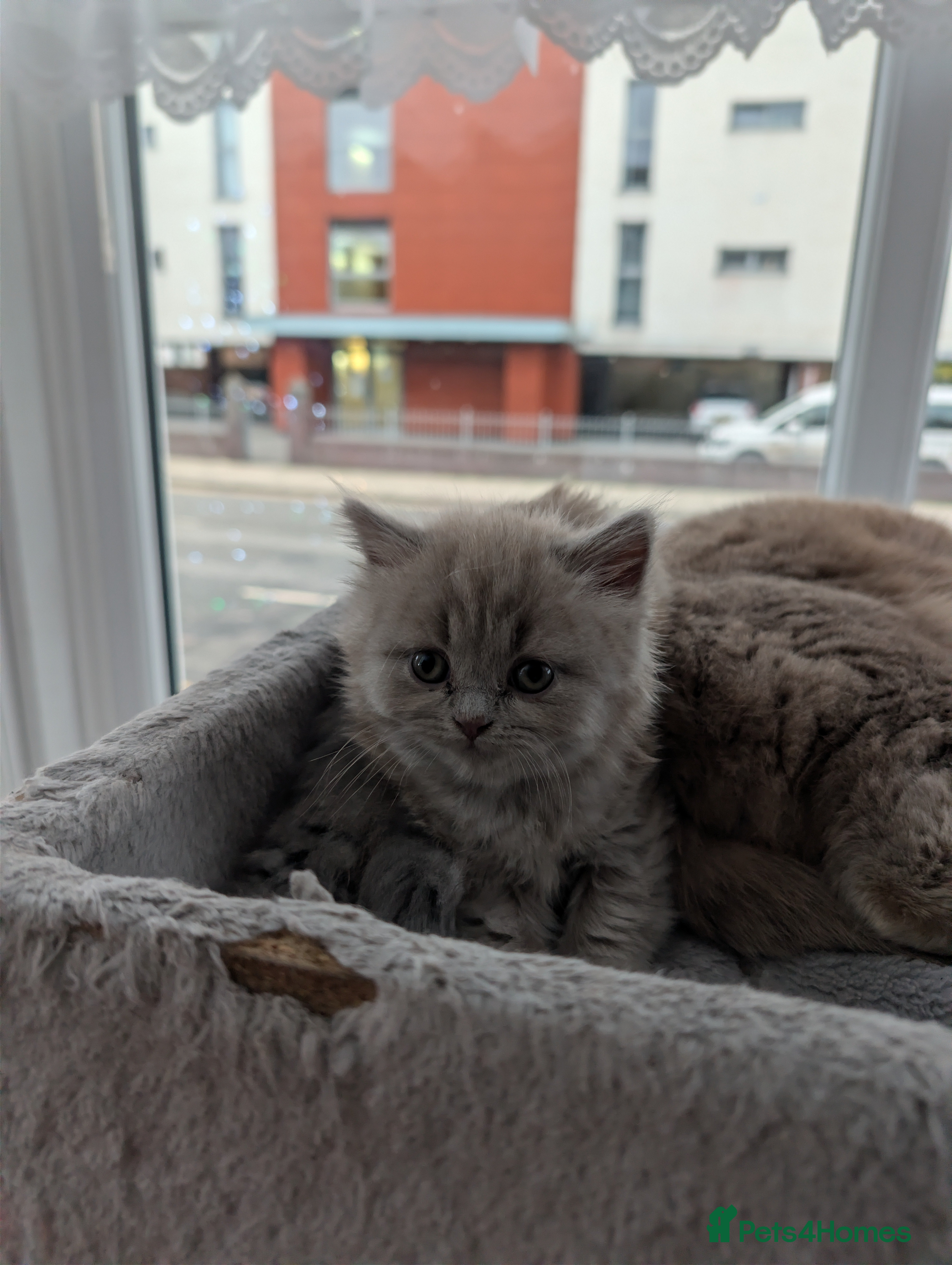 British Shorthair cats 4 British Short Hair  - Advert 1