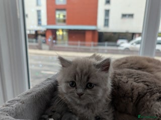 British Shorthair cats 4 British Short Hair - Advert 13