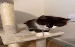 Mixed Breed cats for sale: Four Black and white kittens  - Image 4