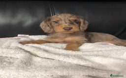 Doxiepoo dogs for sale: Doxiepoo Puppies - Image 2