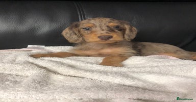 Doxiepoo dogs - Advert 1