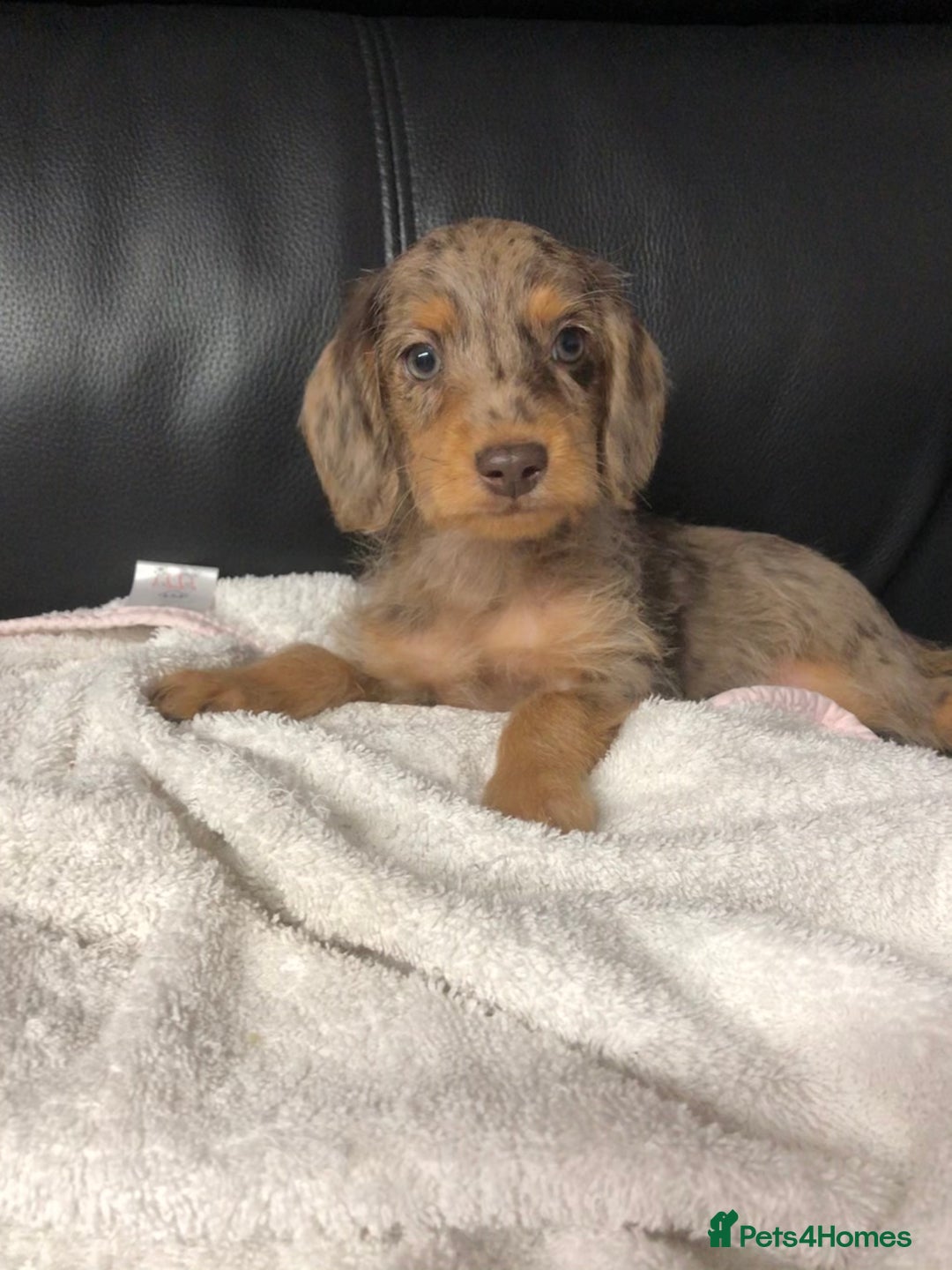 Doxiepoo dogs for sale: Doxiepoo Puppies - Image 2
