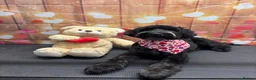 Cockapoo dogs for sale: 9 months old cockapoo  in Wellingborough - Advert 4