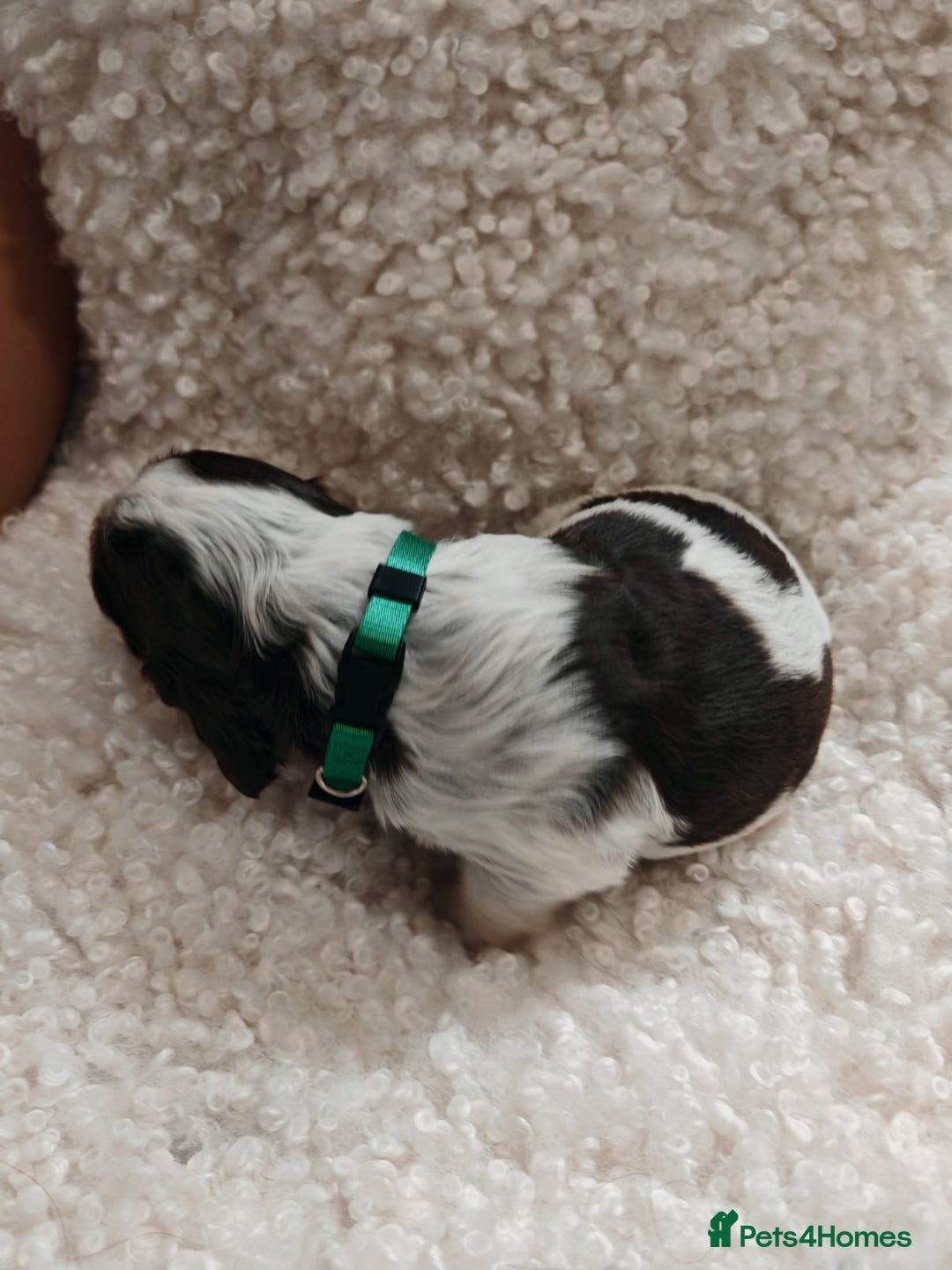 Cocker Spaniel dogs for sale: Kc show cocker spaniel puppies  - Image 4