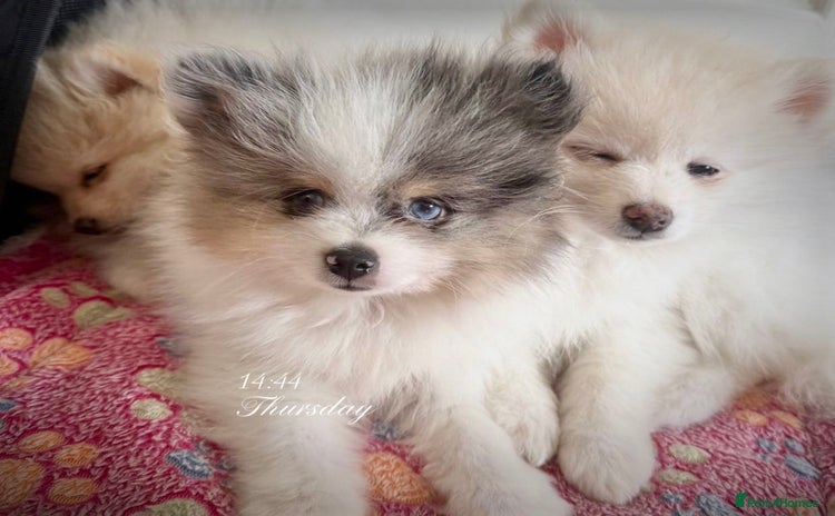 Pomeranian dogs in London - Advert 1
