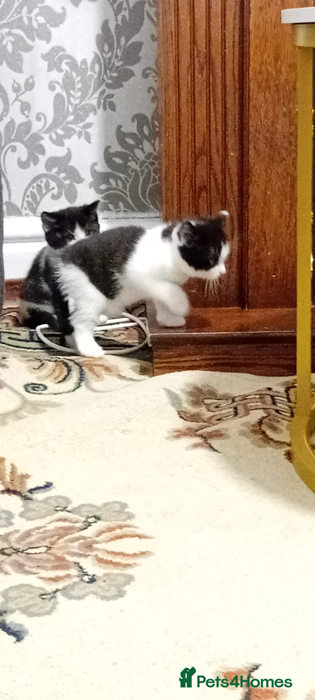 British Shorthair cats for sale: Black and white cat - Advert 5