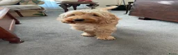 Cockapoo dogs for sale: Beautiful 2nd Generation Male Cockapoo Puppy - Advert 11