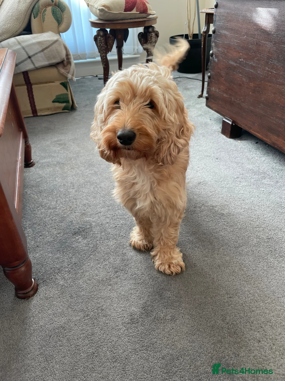 Cockapoo dogs for sale: Beautiful 2nd Generation Male Cockapoo Puppy - Advert 11