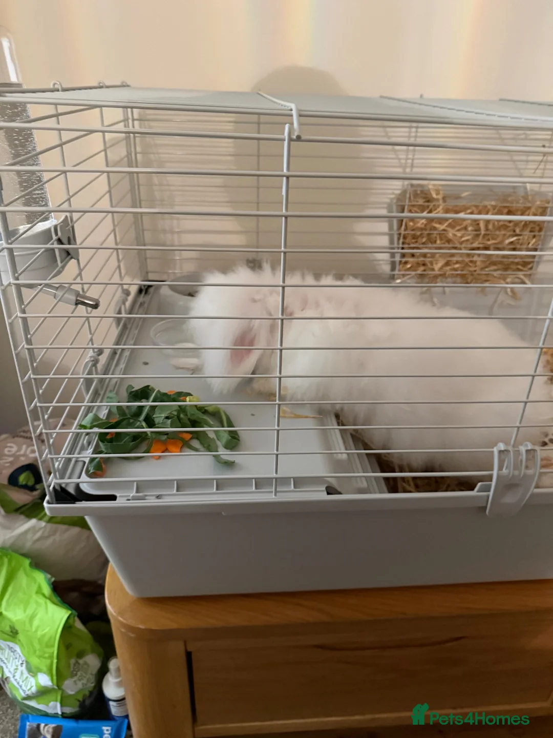 English Lop rabbits for sale: White long haired rabbit - Advert 2