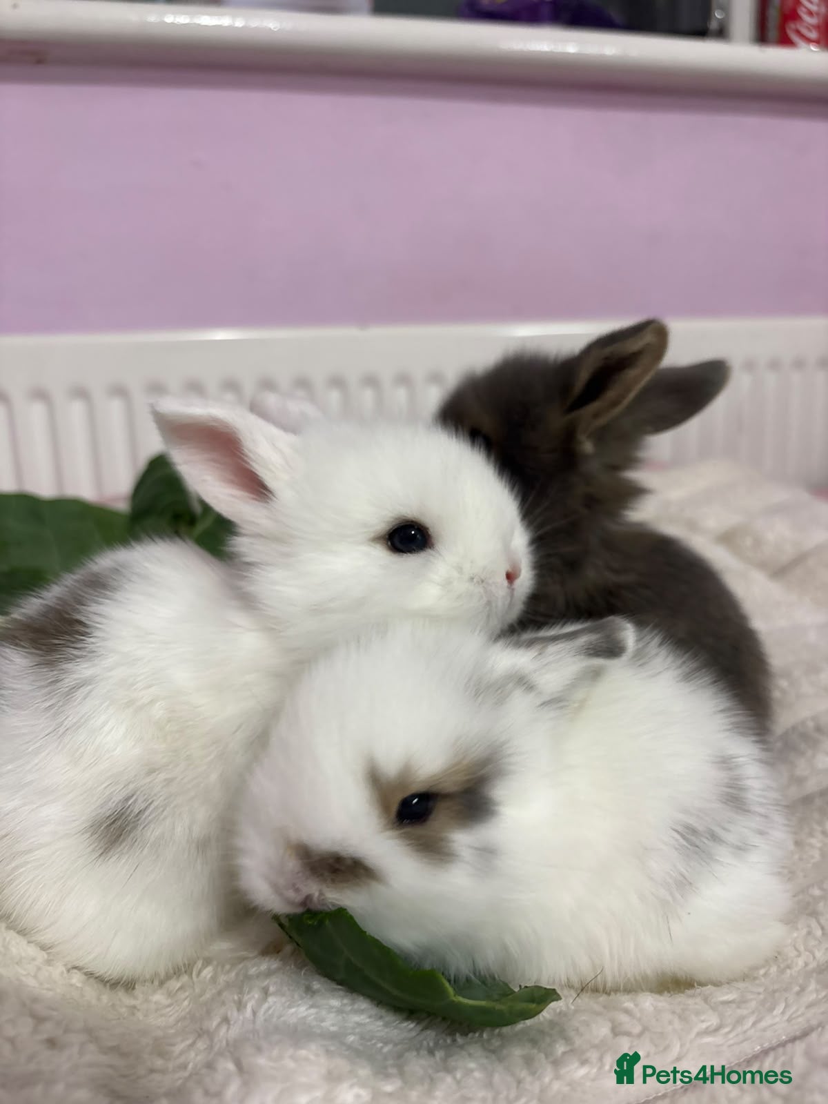 Lionhead rabbits for sale: Beautiful double lionhead/mini lop bunnies 🐰  - Advert 1