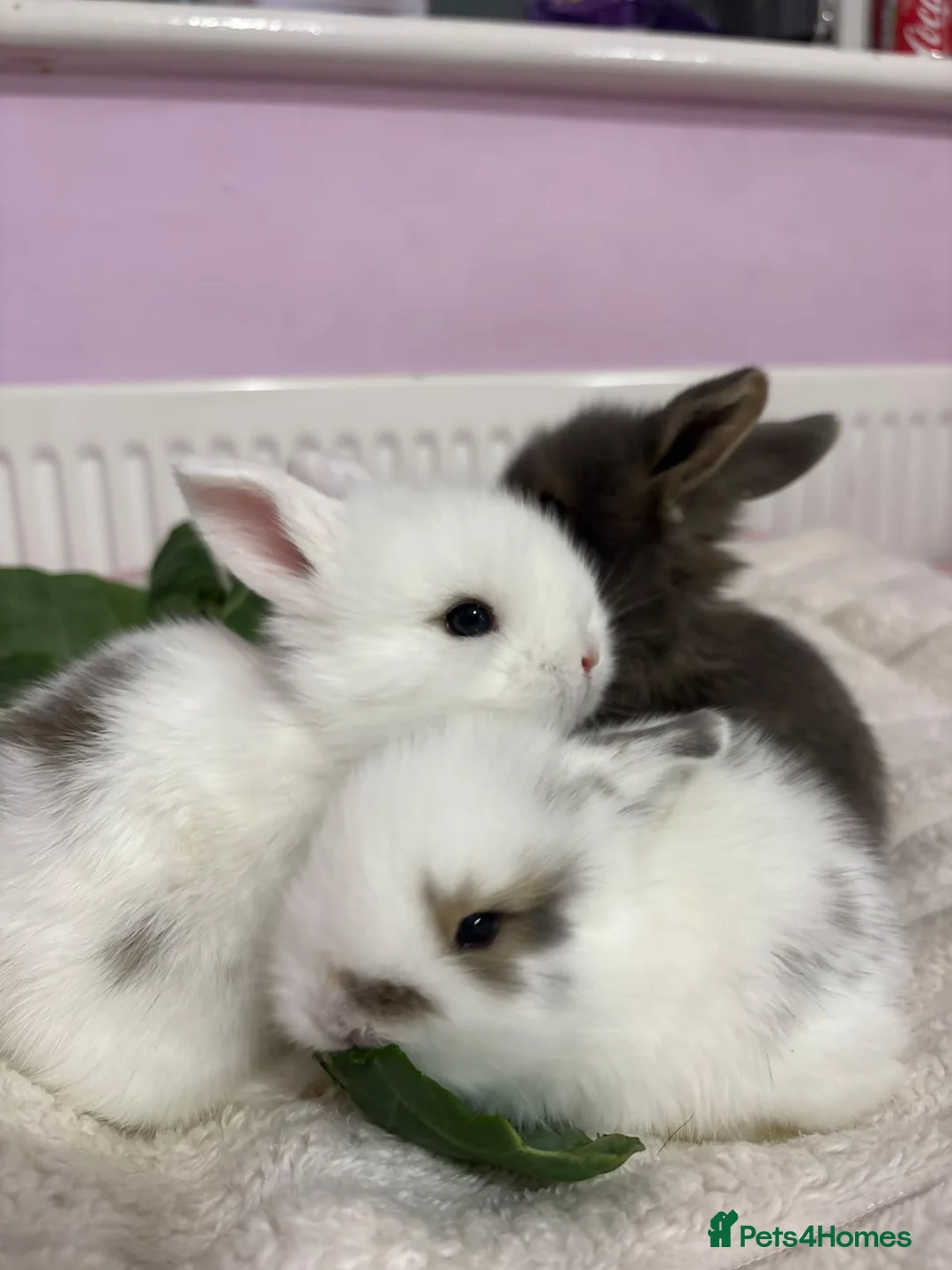 Lionhead rabbits for sale: Beautiful double lionhead/mini lop bunnies 🐰  - Advert 1