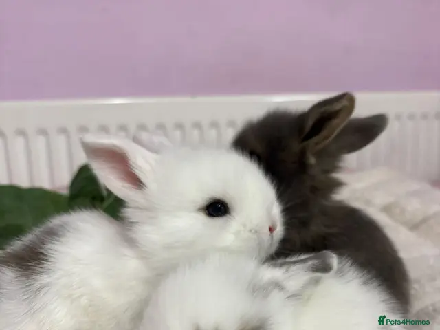 Lionhead rabbits for sale: Beautiful double lionhead/mini lop bunnies 🐰 - Advert 1