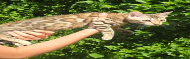 JunglePalace Galatea- Female