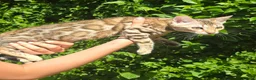 Bengal cats for sale: Ready NOW last 2 girls - Advert 19