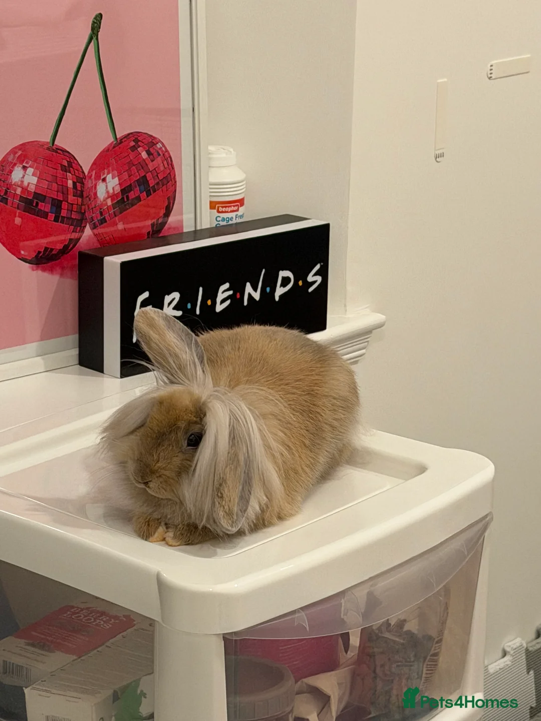 Mini Lop rabbits for sale: 5 month old Mini Lop - Advert 2
