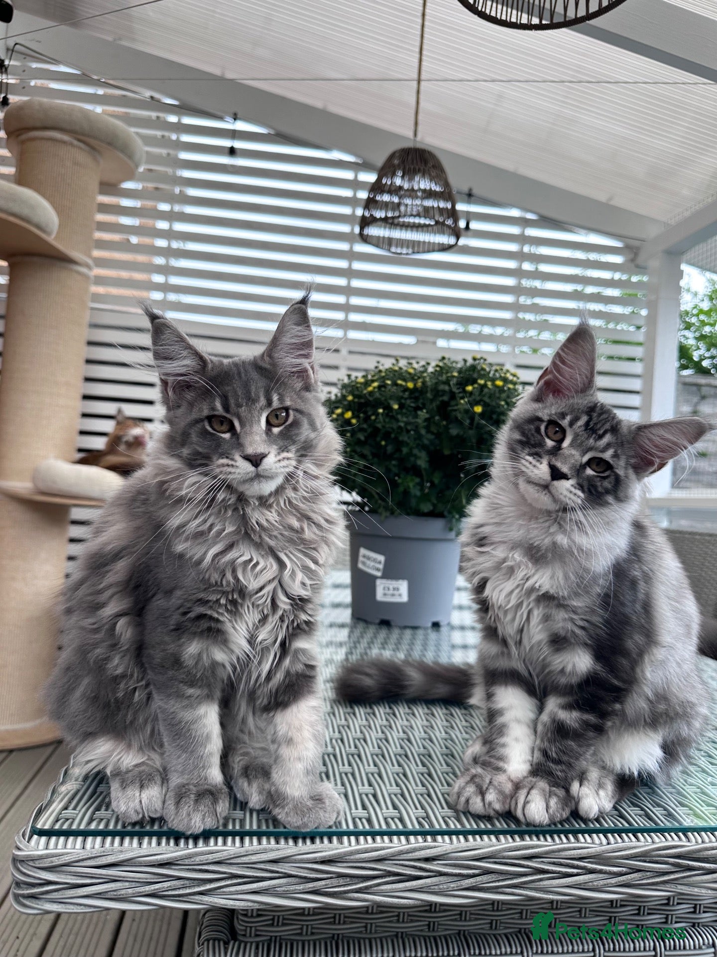 Maine Coon cats ✨2 Gorgeous Pure Breed Maine Coon Kittens✨ - Advert 1