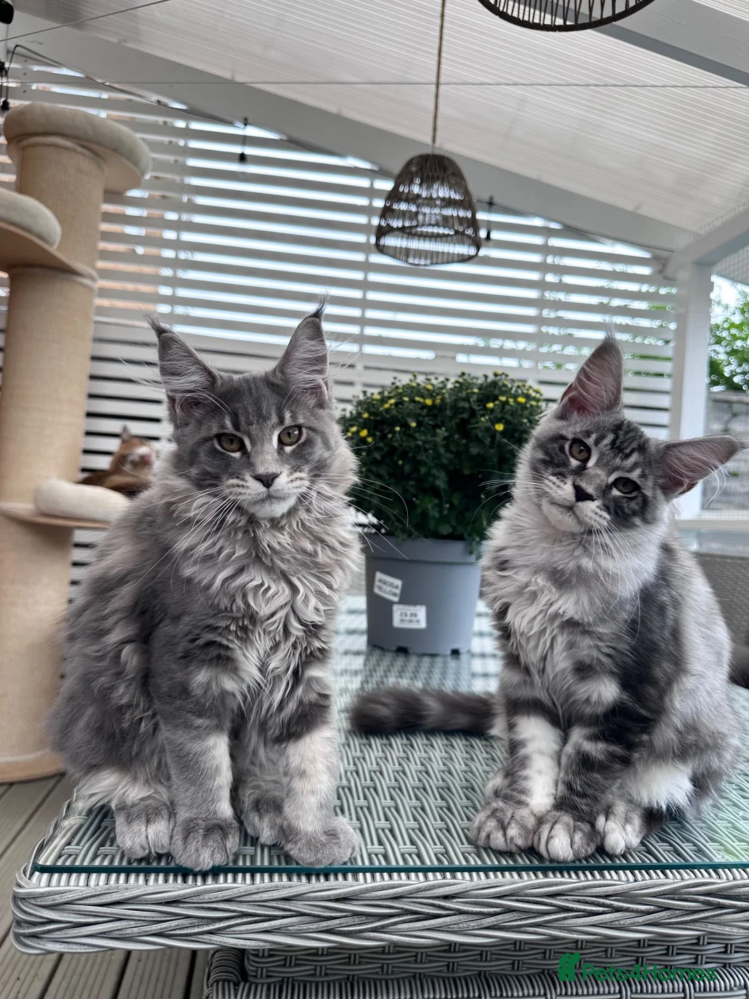 Maine Coon cats for sale: ✨2 Gorgeous Pure Breed Maine Coon Kittens✨ - Advert 1