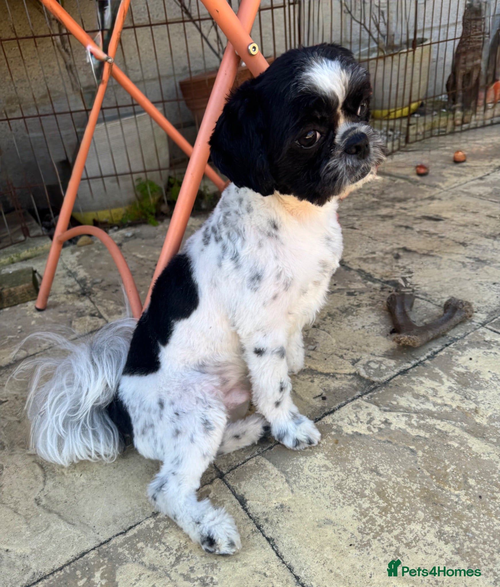 Mixed Breed dogs Small compact pug x lasso Apso - Advert 5