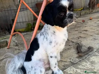 Mixed Breed dogs Small compact pug x lasso Apso - Advert 5