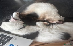 Ragdoll cats for sale: 6 month old chocolate seal point  - Image 5