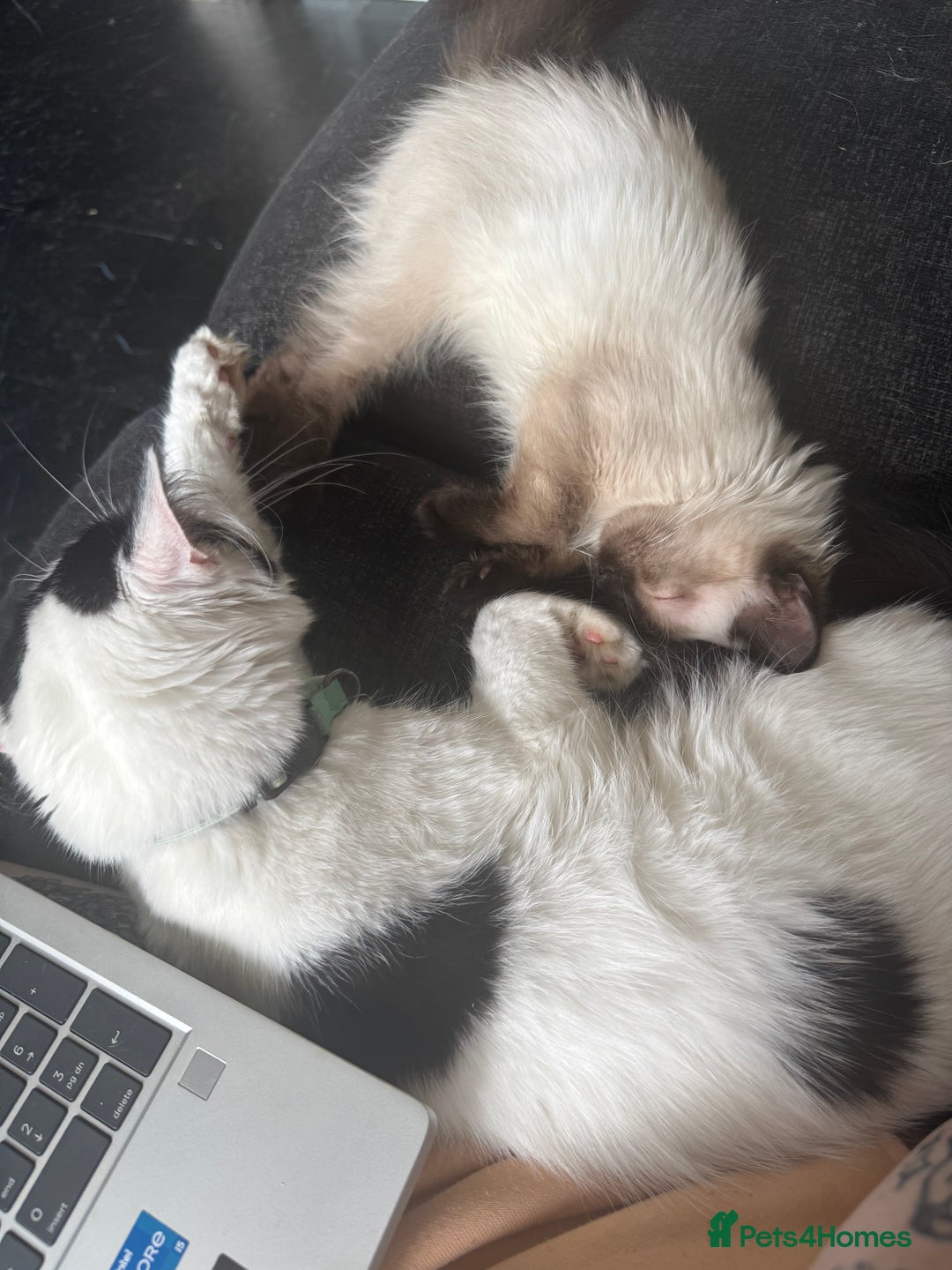 Ragdoll cats for sale: 6 month old chocolate seal point  - Image 5