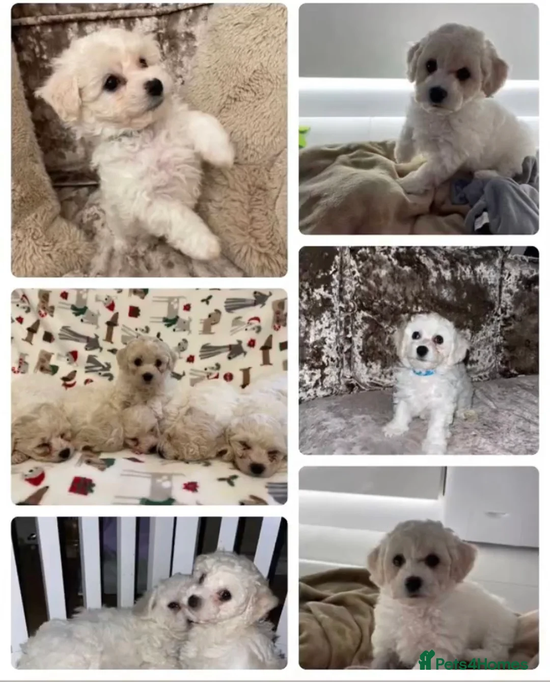 Bichon Frise dogs for stud: Bichon Frise *for stud only* in Hoddesdon - Advert 20