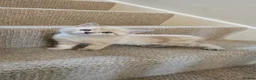 Mixed Breed cats for sale: BSH x Ragdoll - Advert 8