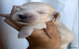 Miniature Dachshund dogs for sale: K.C Registered L/H Dachshund  - Image 14