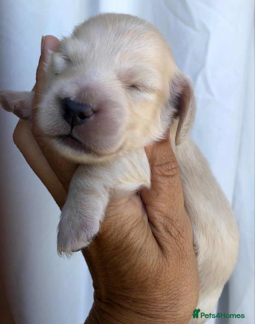 Miniature Dachshund dogs for sale: K.C Registered L/H Dachshund  - Image 14