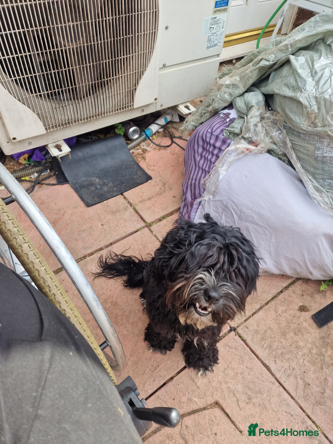 Cockapoo dogs for sale: Female Cockapoo  - Image 11