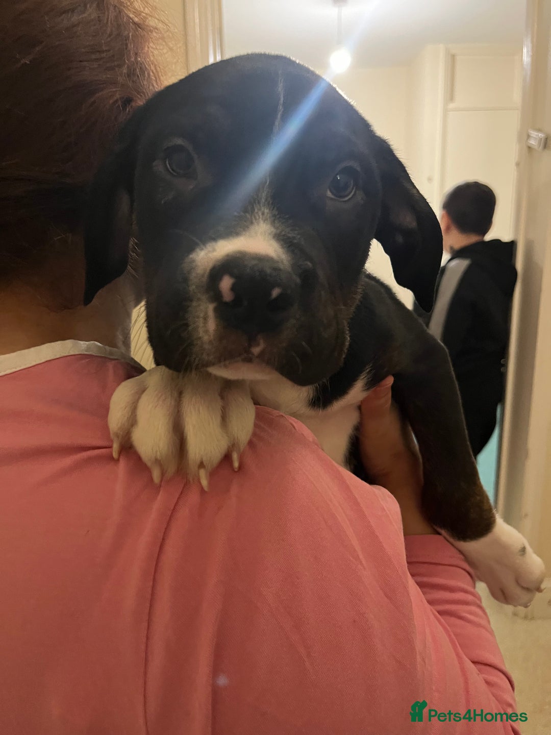 Mixed Breed dogs for sale: Beautiful chunky puppies 😍 - Advert 9