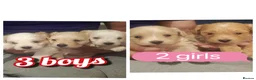 Maltese dogs for sale: 5 beautiful maltese puppies ready for new home. - Advert 2