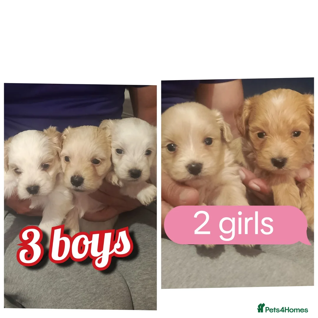 Maltese dogs for sale: 5 beautiful maltese puppies ready for new home. - Advert 2