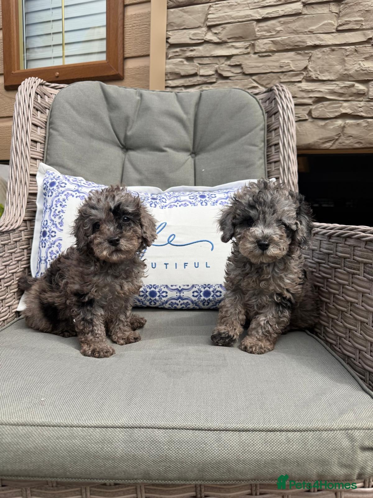 Miniature Poodle dogs 2 miniature poodles  - Advert 1