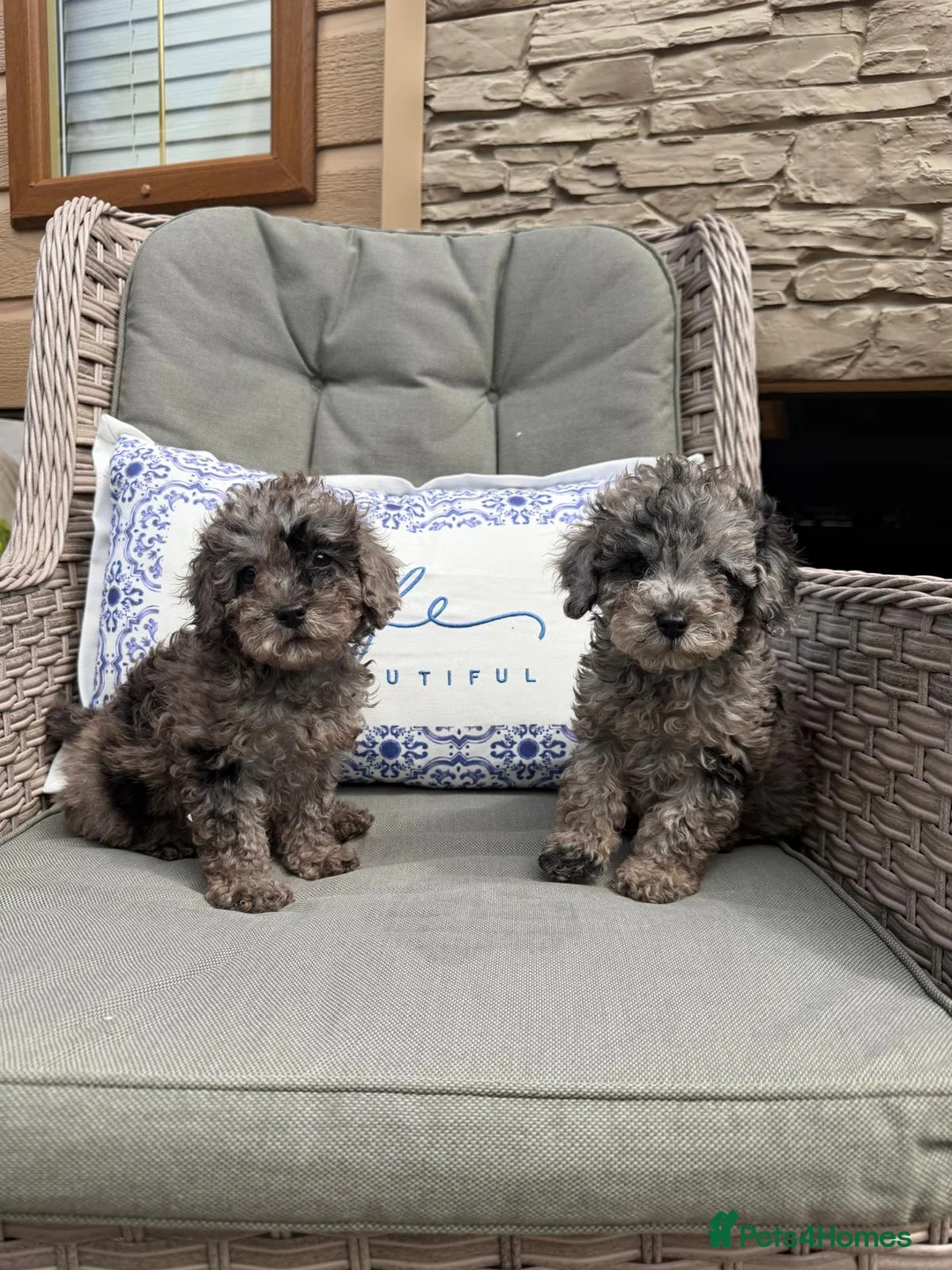 Miniature Poodle dogs for sale: 2 miniature poodles  - Advert 1