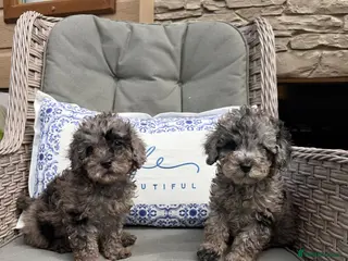 Miniature Poodle dogs for sale: 2 miniature poodles - Advert 1