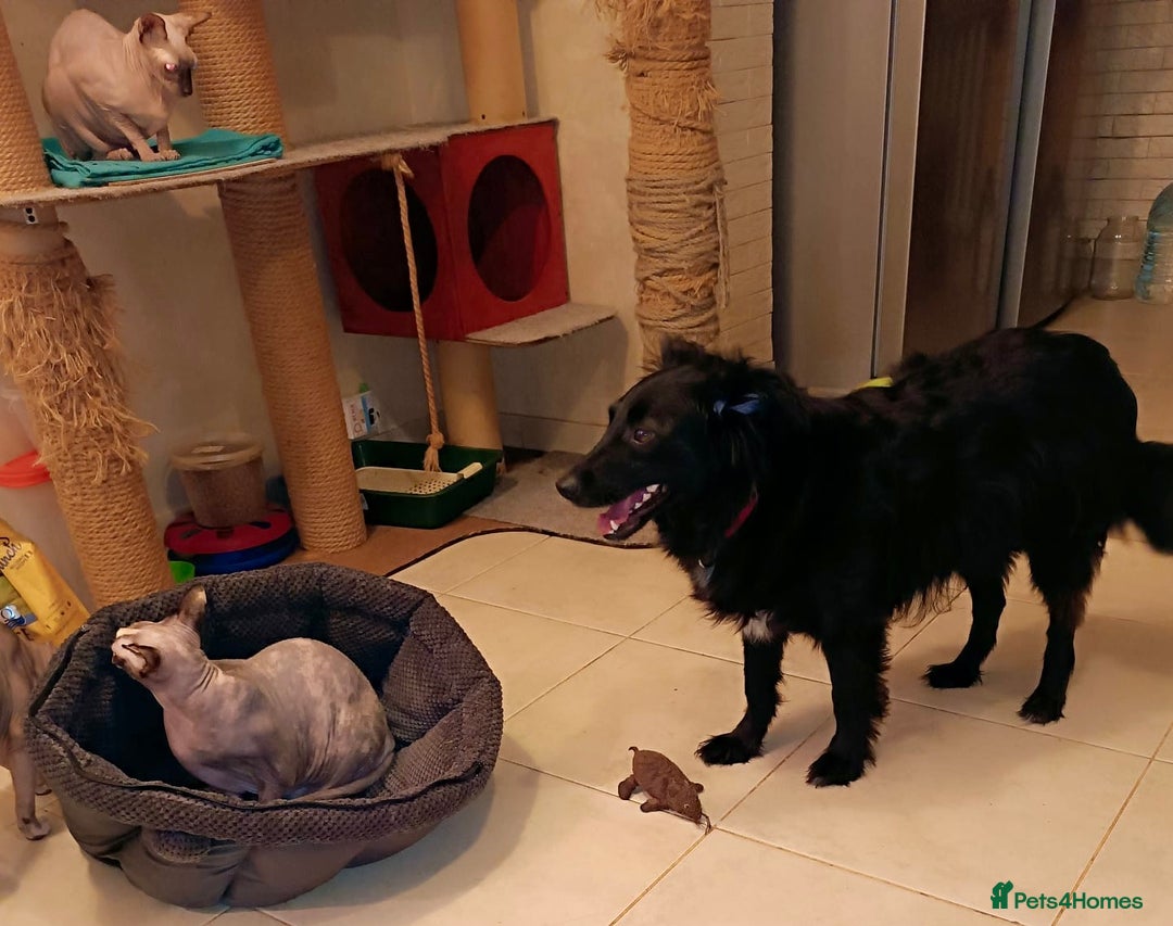 Border Collie dogs for adoption:  SOFIA – Female Border Collie - Advert 8