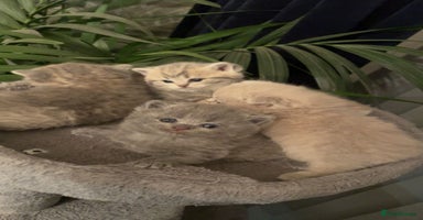 British Shorthair cats - Advert 8