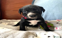 Springador dogs for sale: STUNNING SPRINGADOR PUPPIES  - Image 29