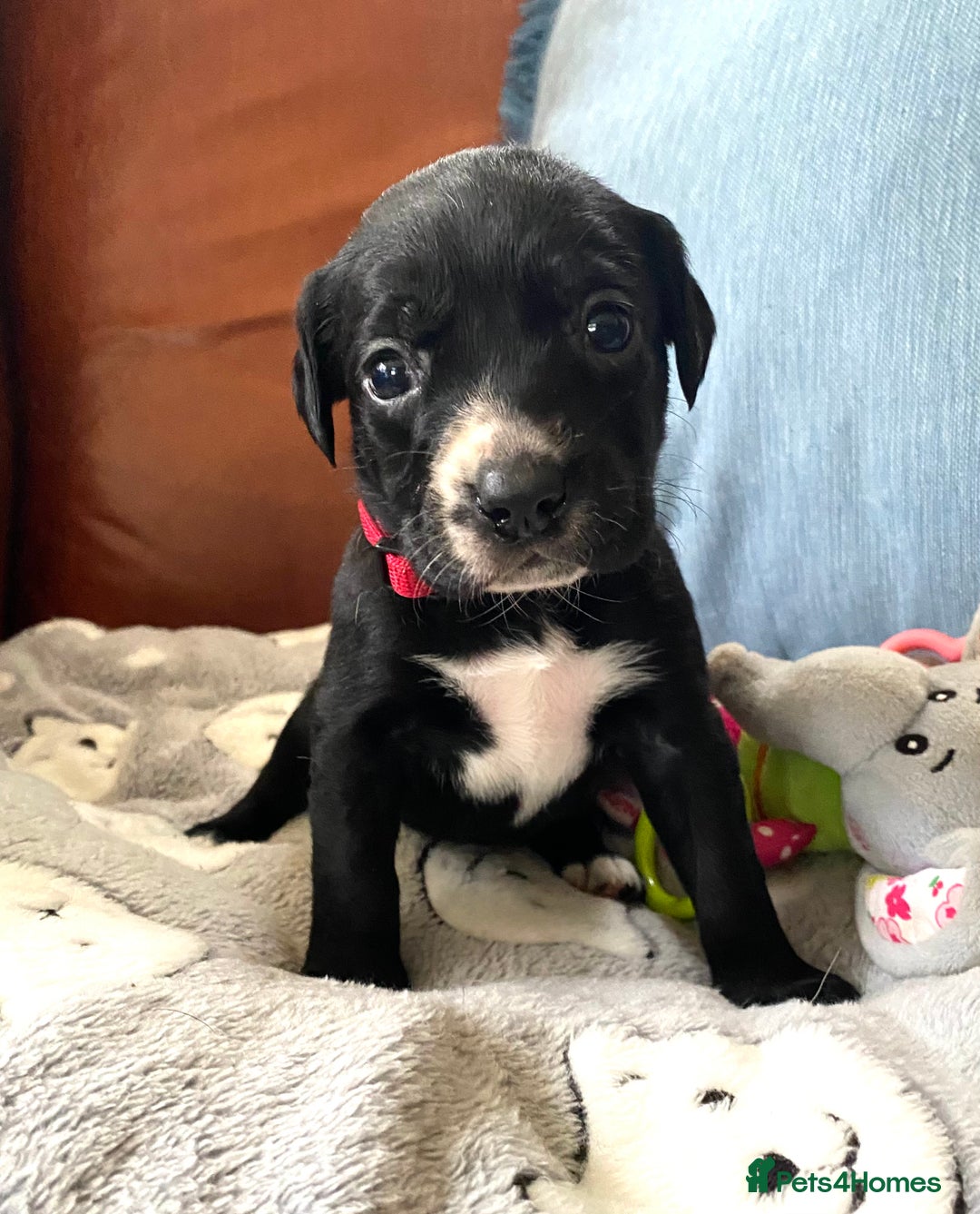 Springador dogs for sale: STUNNING SPRINGADOR PUPPIES  - Image 29