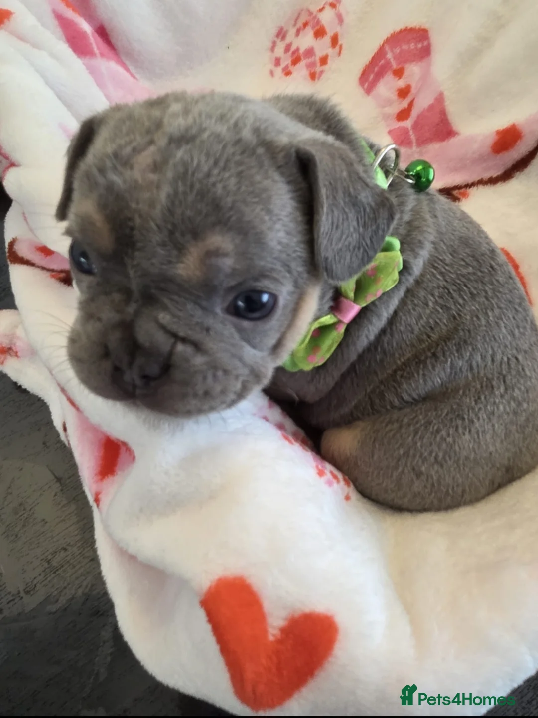 French Bulldog dogs for sale: Beautiful Frenchie puppies - Advert 14
