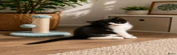 Mixed Breed cats for sale:  3 ADORABLE KITTENS LOOKING FOREVER HOMES  - Advert 3