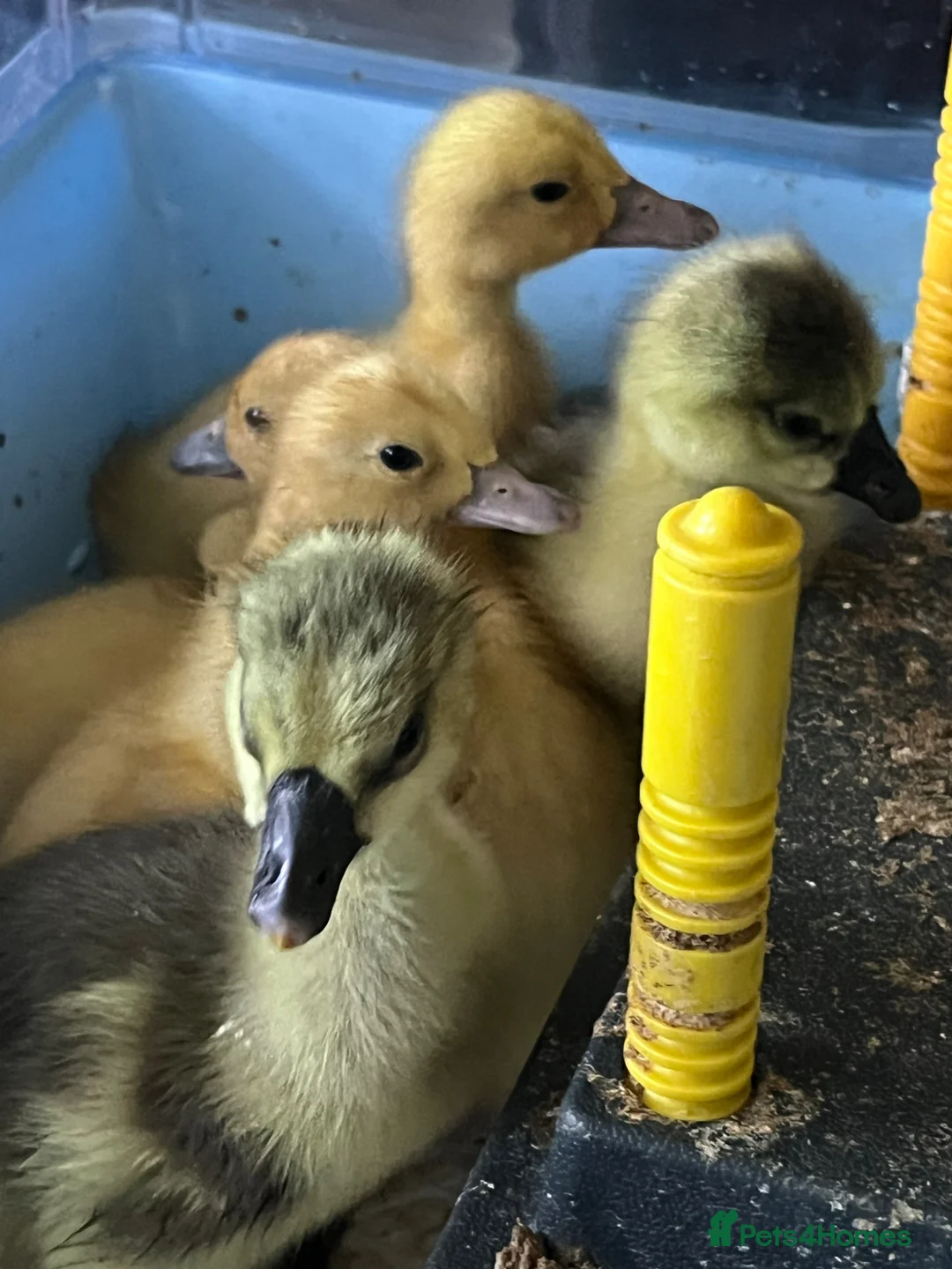 Geese poultry for sale: Chinese Goslings in Bolton  - Advert 4
