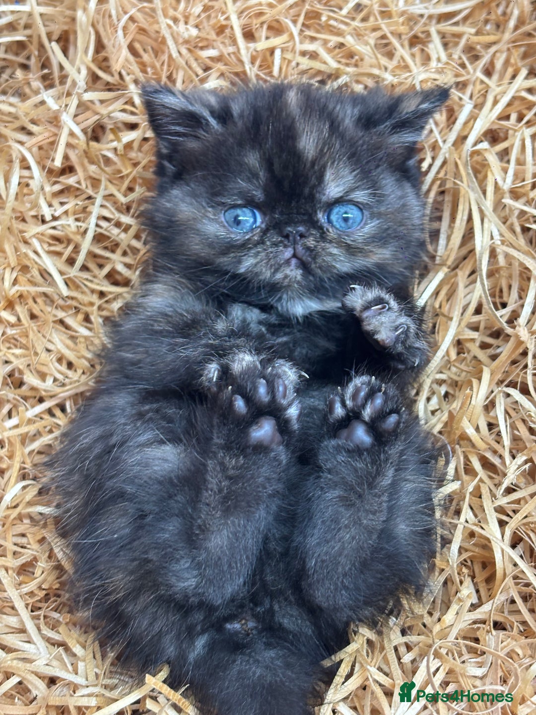 Exotic cats for sale: FEMALE SMOKE TORTOISESHELL EXOTIC KITTEN ( RARE) - Image 6