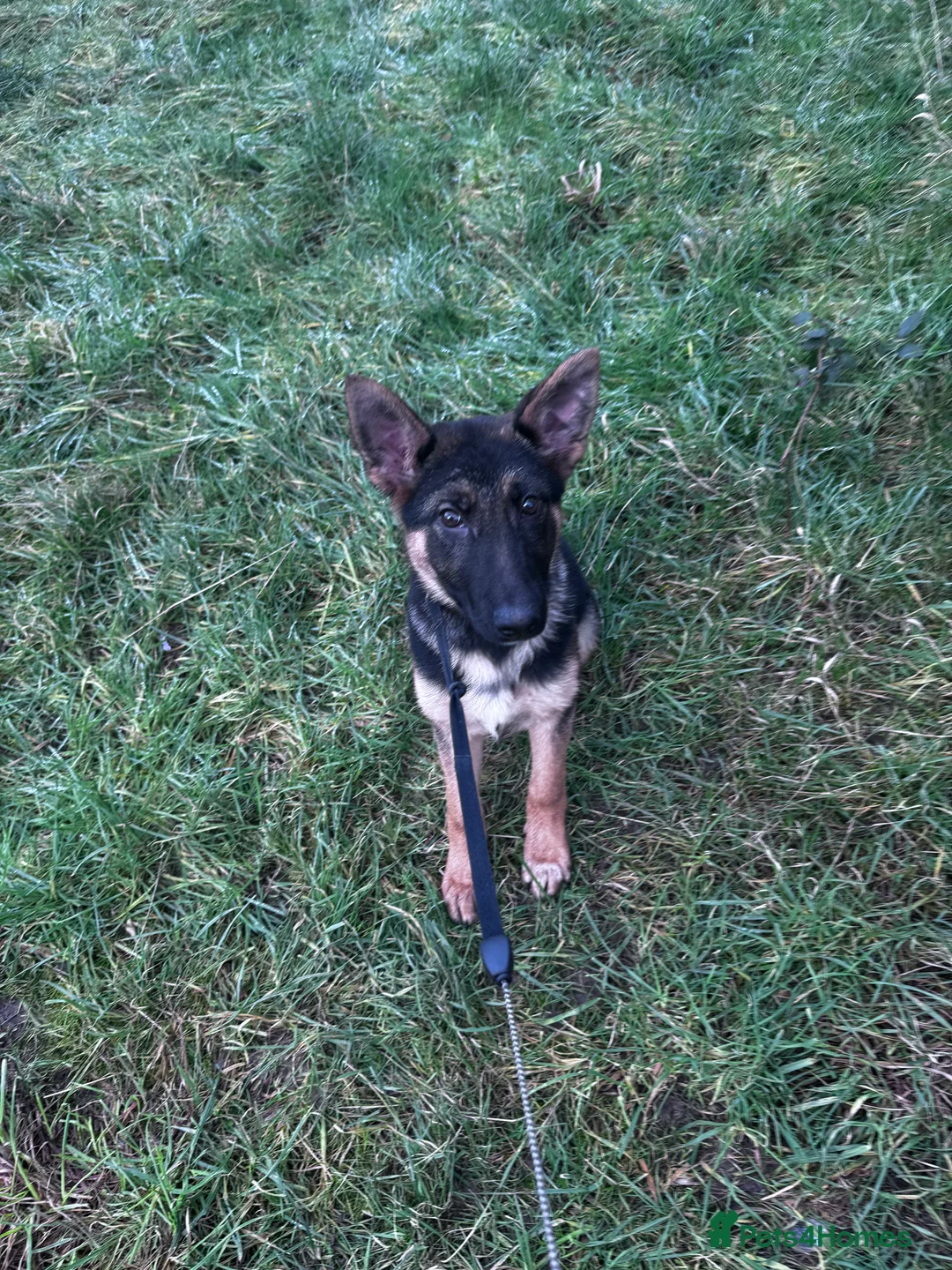 German Shepherd dogs for sale: Adorable German shepherd female 16weeks old!! - Advert 3