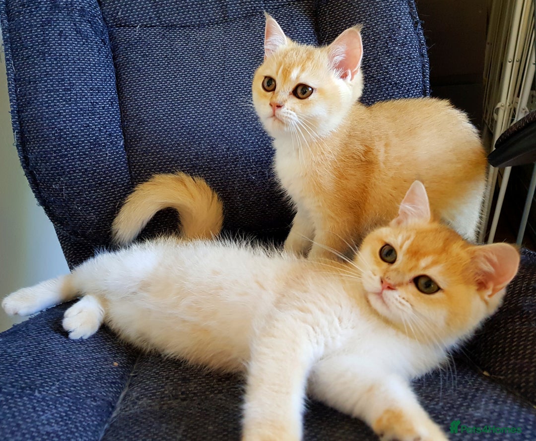 Scottish Fold cats for stud: GOLD CHINCHILLA SCOTTISH STRAIGHT PEDIGREE. STUD in London - Advert 29
