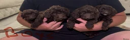 Cockapoo dogs for sale: F1 Cockopoo Puppys  in Stevenage - Advert 5