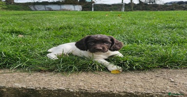 English Springer Spaniel dogs - Advert 11