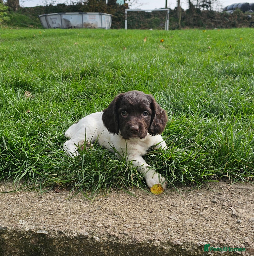 English Springer Spaniel dogs for sale: KC Registered English Springer Spaniels  - Image 3